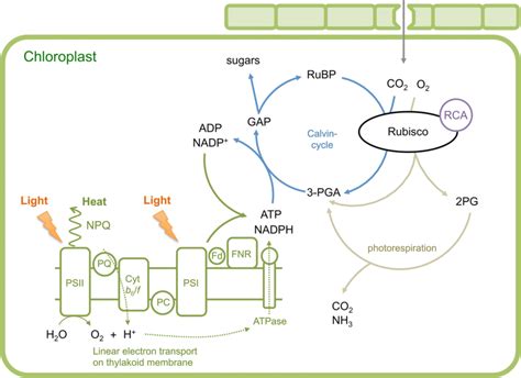 Schematic illustration of photosynthesis reactions in C3 plants ...