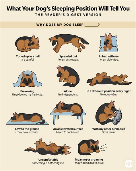 What Your Dog's Sleeping Position Will Tell You | Reader's Digest