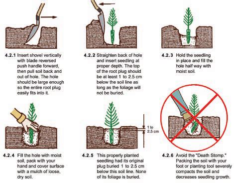 Proper Tree Planting Diagram