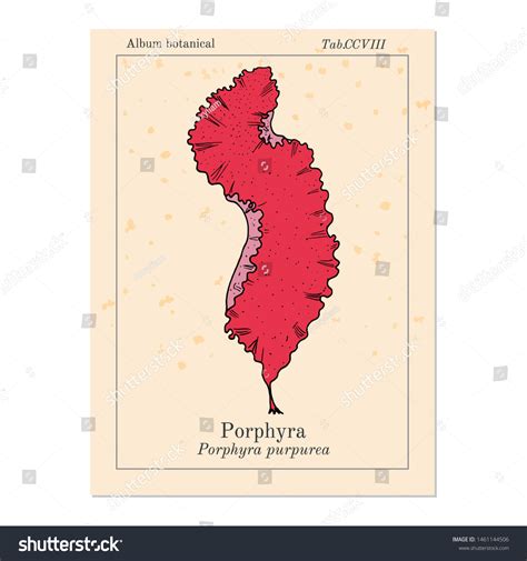 Porphyra Purpurea Edible Seaweed Hand Drawn Stock Vector (Royalty Free) 1461144506 | Shutterstock