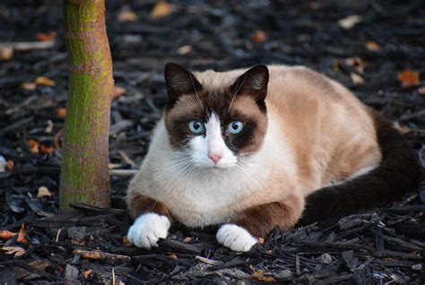 Snowshoe Cat — Full Profile, History, and Care