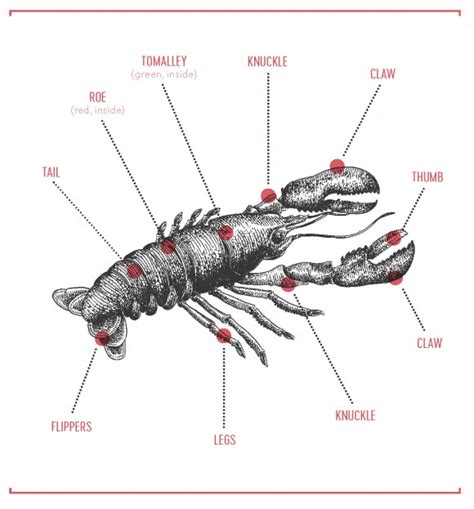 ‘How to Eat a Lobster’: A Crash Course in Gastronomy