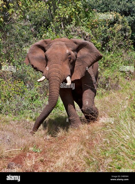 A truculent elephant on a forest track on Mount Elgon. Straddling the ...