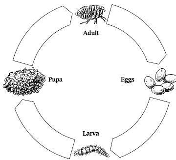 cat flea life cycle | Cat fleas, Fleas, Life cycles