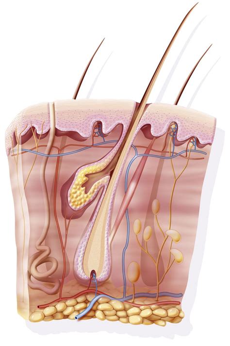 How Your Skin Produces Sebum