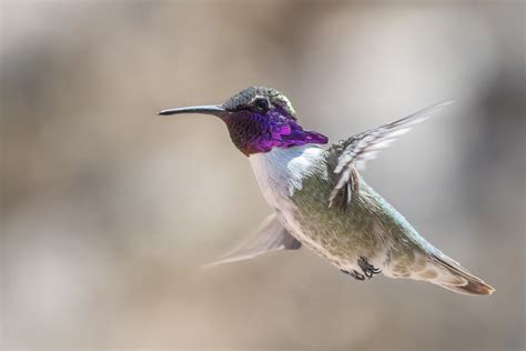 Meet The Costa’s Hummingbird (Photos & Facts)