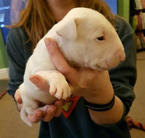 English Bull Terrier Puppies | in Gateshead, Tyne and Wear | Gumtree