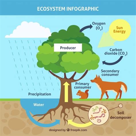 Infographic ecosystem concept with tree ... | Premium Vector #Freepik # ...