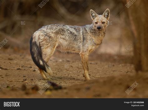 Imagen y foto Side-striped Jackal (prueba gratis) | Bigstock