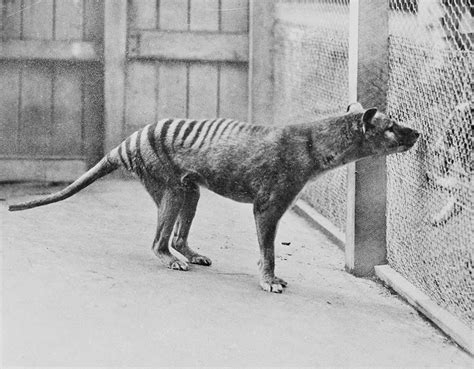 Thylacine - Australian Geographic