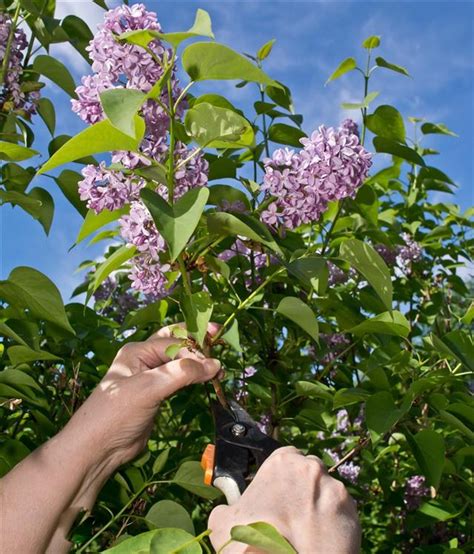 Read This if You Don't Know How to Prune Lilac Bushes the Right Way - Gardenerdy