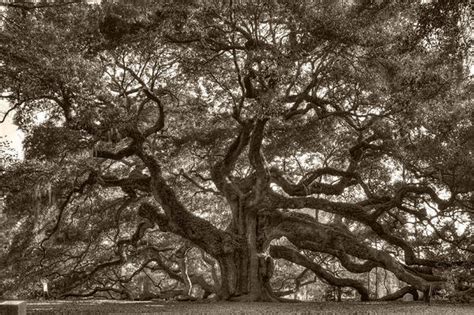 Angel Oak Live Oak Tree Art Print by Dustin K Ryan