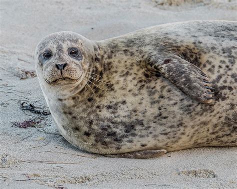 Harbor Seal Portrait Photograph by Morris Finkelstein