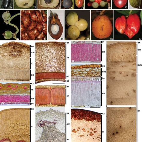 (PDF) Morphogenesis of fruits and types of fruit of angiosperms