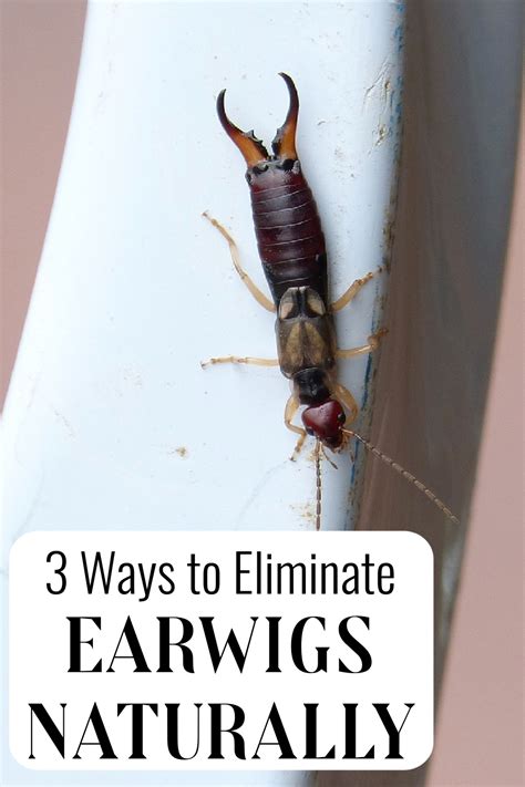 3 Ways to Eliminate Earwigs Naturally | The CentsAble Shoppin