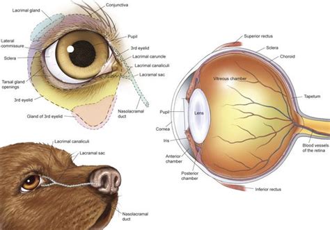 dog canine eye drawing sketch image illustration | Dog anatomy, Vet medicine, Dog eyes