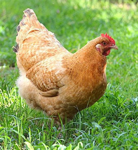 639 best Brown egg laying chicken breeds images on Pinterest | Chicken ...