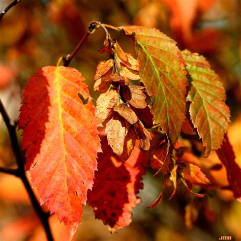 American hornbeam | The Morton Arboretum