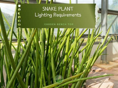 Snake Plant Light Requirements - Ultimate Beginners Guide