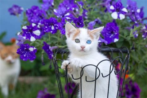 Kitty Flower Garden Images - Free Download on Freepik