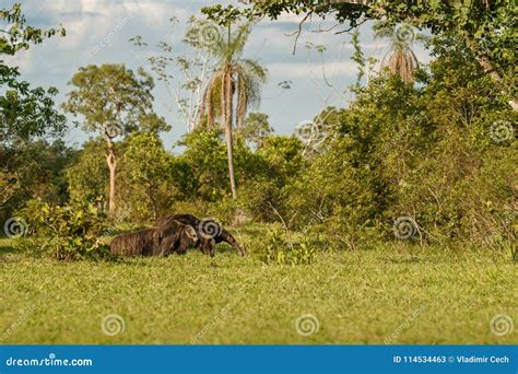 Amazing Giant Anteater Walking in the Nature Habitat. Stock Image ...