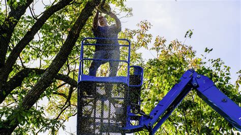 Five Benefits of Using an Aerial Lift for Tree Trimming – Warner Tree ...