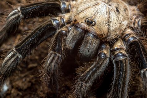 Tarantula Facts for Kids | Biggest Spider in the World