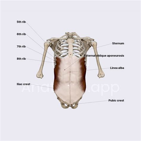 External abdominal oblique muscle | Obstetric anatomy | Organ Systems ...