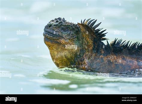 Closeup portrait of Galapagos Marine Iguana swimming (Amblyrhynchus cristatus Stock Photo - Alamy