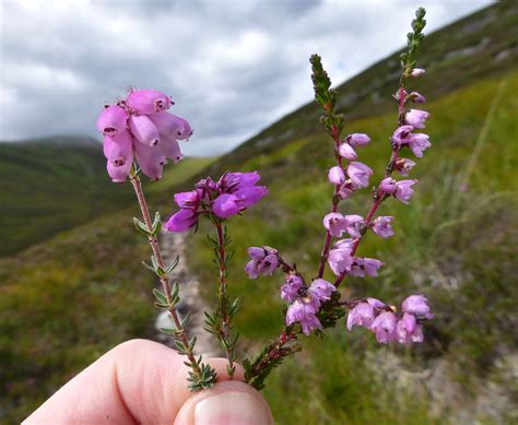 A guide to Scottish heathers | Walkhighlands