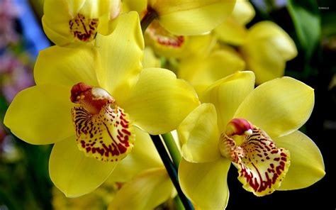 Yellow orchids [3] wallpaper - Flower wallpapers - #40868