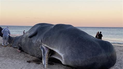 Beached whale in Glenelg is Adelaide Festival’s latest art instalment | The Advertiser