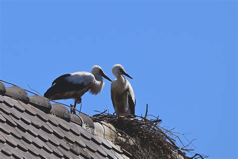 Storks Stork Nest White - Free photo on Pixabay - Pixabay