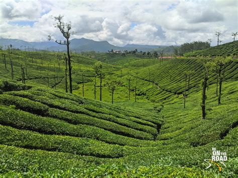 Rolling Injipara Tea Estates of Valparai: Stunning Location for a ...