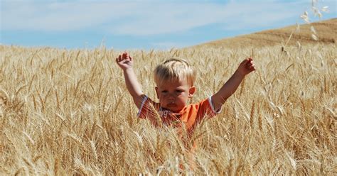 Joseph's Grainery: It's Harvest Time! - Palouse Wheat Harvest