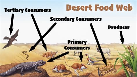 Main Difference Between a Food Chain and a Food Web