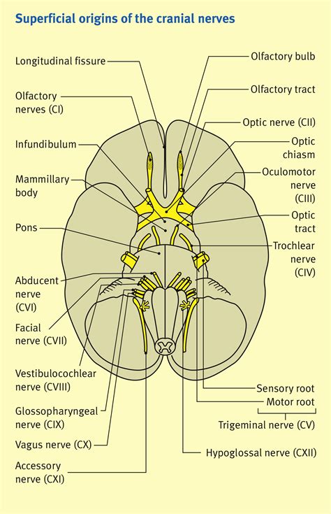 Cranial Nerves Diagram