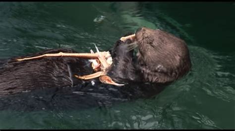 Sea Otters eating King Crab - YouTube