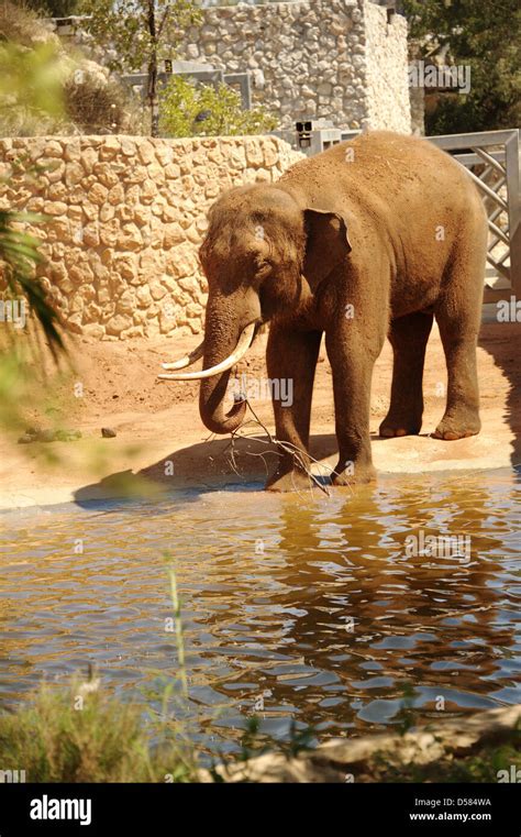 elephant zoo trunk ivory Stock Photo - Alamy