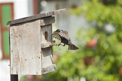 Bird Nest and European Starling . Stock Photo - Image of bright ...