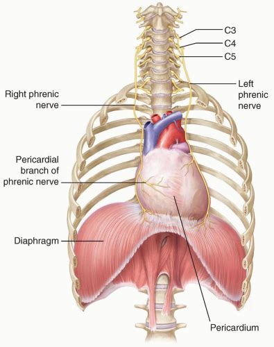 Diaphragm | Radiology Key