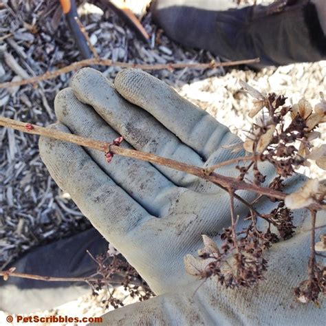 How to prune Pinky Winky Hydrangeas the easy way! - Pet Scribbles