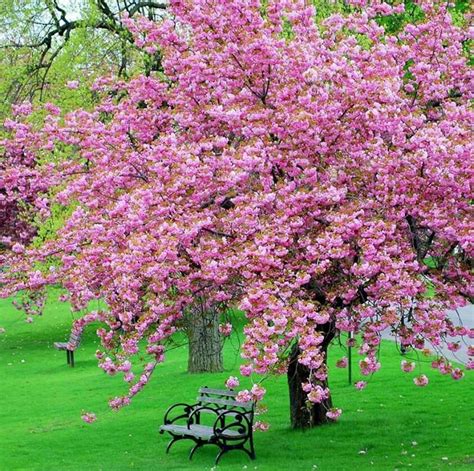 Pink Magnolia Tree | Flowering trees, Landscaping trees, Blossom trees