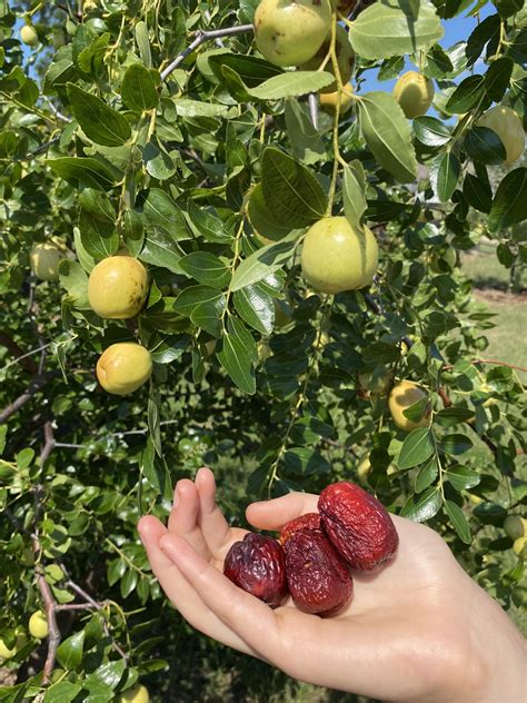 GA 866 Jujube Tree - Bob Wells Nursery - U.S. Shipping