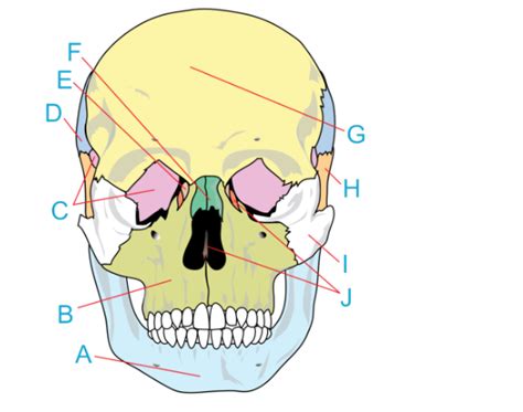 Colored skull brain Diagram | Quizlet