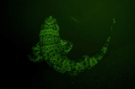 Swell Sharks’ Bioluminescent Skin Makes Jaws Seem Lackluster | Unique Hunters | Swell shark ...