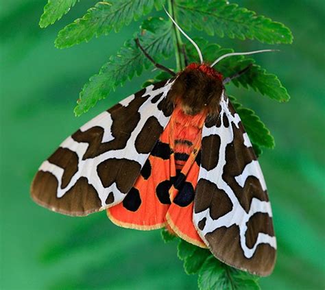 UK moths: Nine of the most colourful and distinctive | Natural History ...