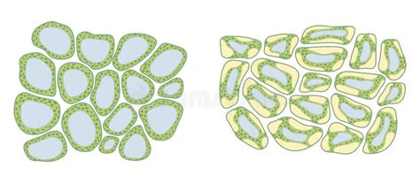 Turgor Pressure in Plant Cells Stock Illustration - Illustration of ...