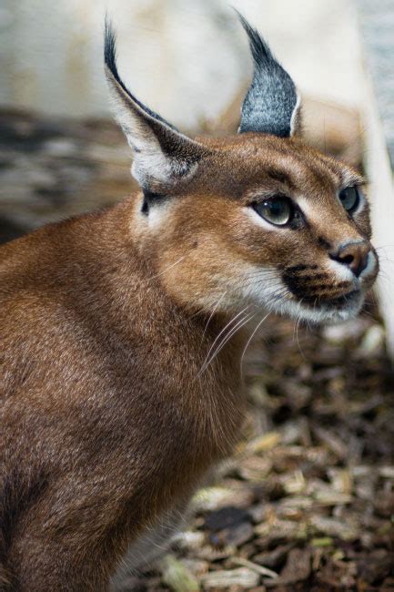 Caracal Facts, Pictures, Information & Video: Awesome African Wild Cat