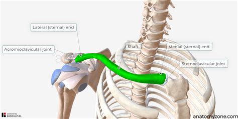 Clavicle - Structures, Muscle Attachments, 3D Model | AnatomyZone